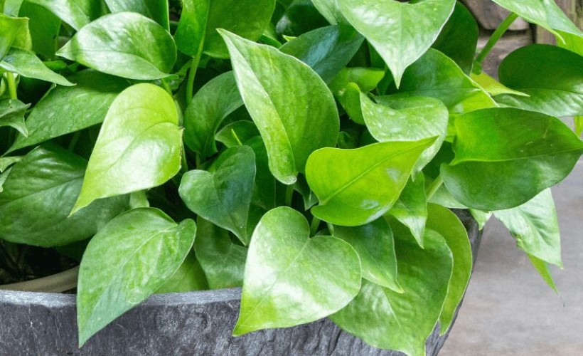 bloempot bevordert gezondheid plant