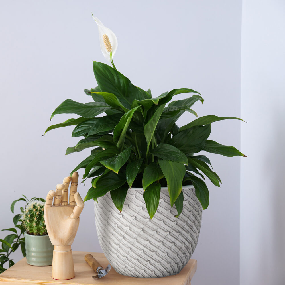 Bloempot Mira - witte ronde bloempot - binnen