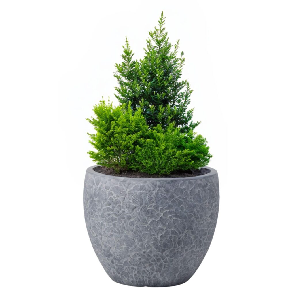 MA'AM Pottery Rose - dennenboom in grijze bloempot