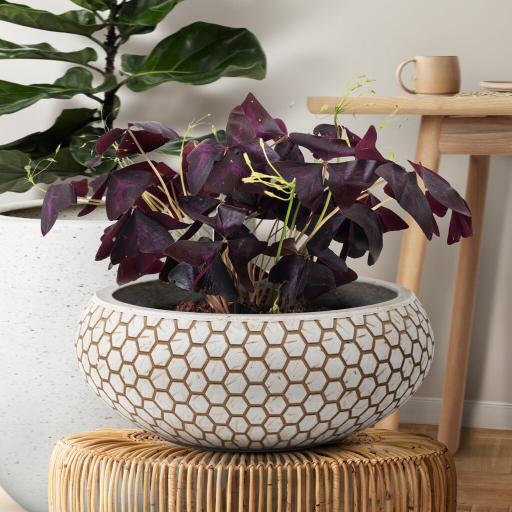 Bloemenschaal voor binnen of buiten - MA'AM Pottery Mila - beige - hexagon trendy decoratieschaal