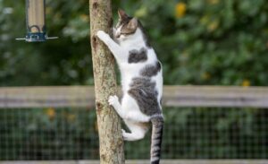 diervriendelijk tuinieren - katten boom