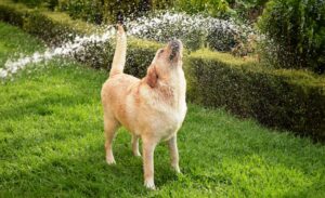 diervriendelijk tuinieren - water tips