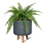 MA'AM Pottery Eve bloempot op poten - zwart - plant sfeerfoto