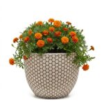 MA'AM Pottery Mila beige bloempot buiten - hexagon structuur - met plant
