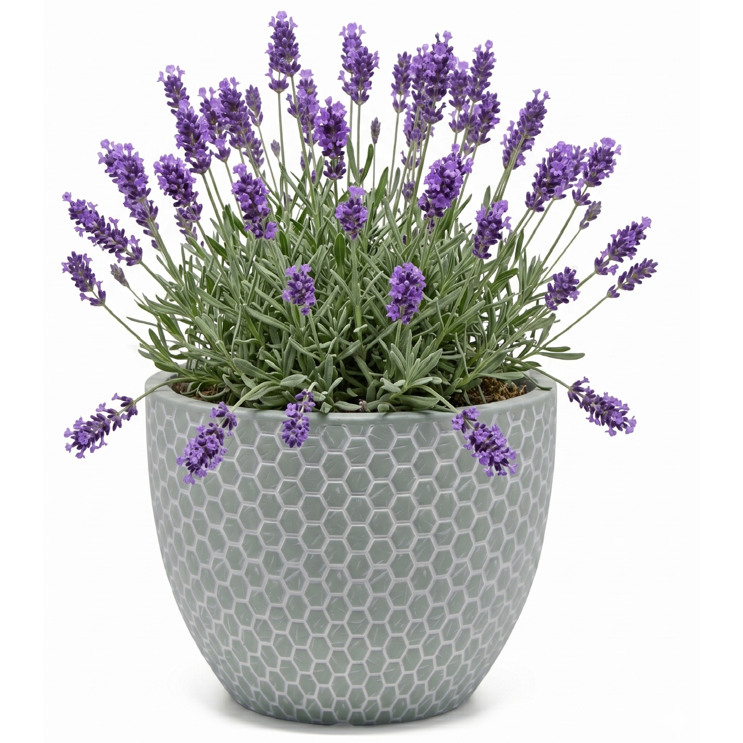Use the attached photo as the base image. Do not alter, reshape, distort or modify the attached photo in any way. Keep the exact shape, proportions, color and texture of the pot on the attached photo precisely as shown in the photo.  Only add the following plants growing naturally out of the pot: bright orange marigold blooms with rich green leaves spilling slightly over the rim. Pure white background, no shadows, soft even studio lighting, pot and plant fill at least 85% of the frame, no text or logos, no watermarks, 1500x1500 pixels, professional e-commerce style, photorealistic